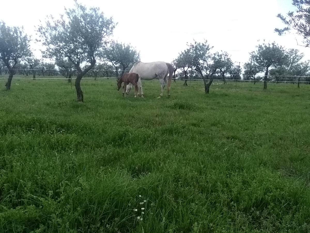 Studio Independant Dans Ferme Equestre Aups Kültér fotó